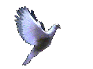 Forward Dove